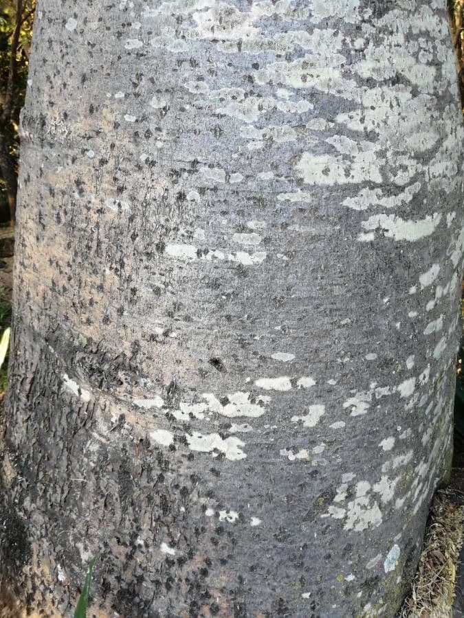 Baobab 23