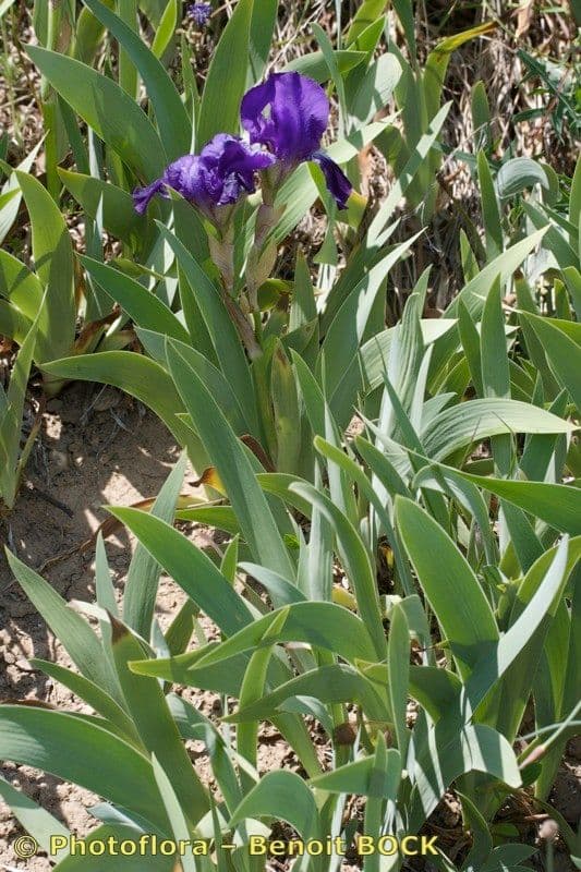 Iris de Perrier 7