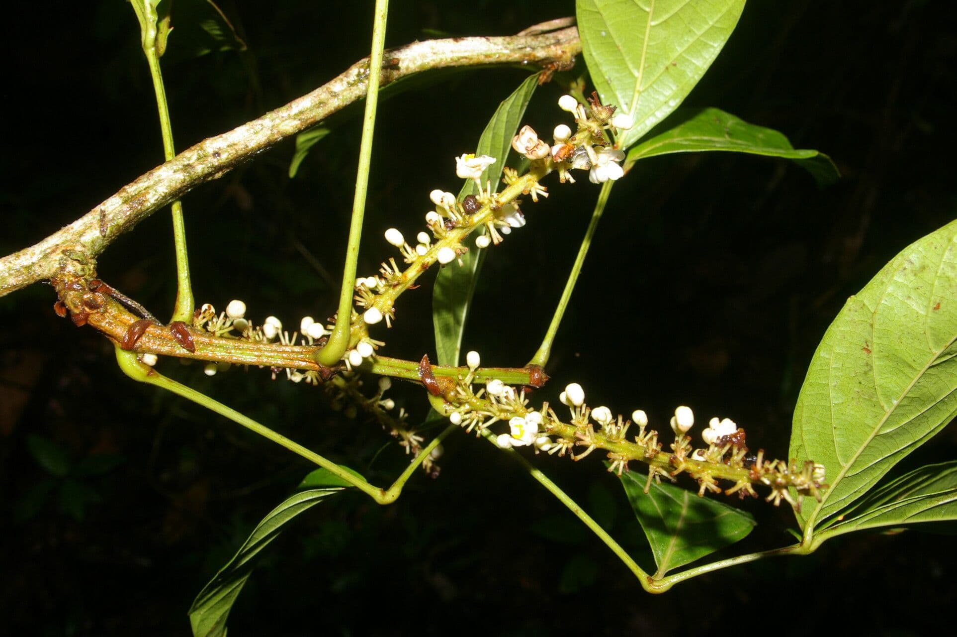Paullinia pinnata 8