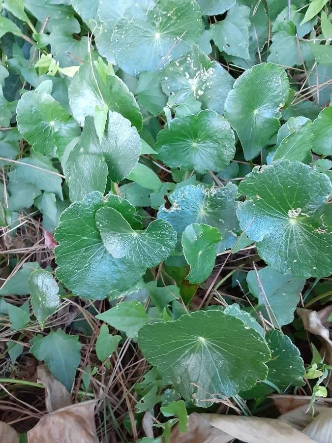 Hydrocotyle bonariensis 14