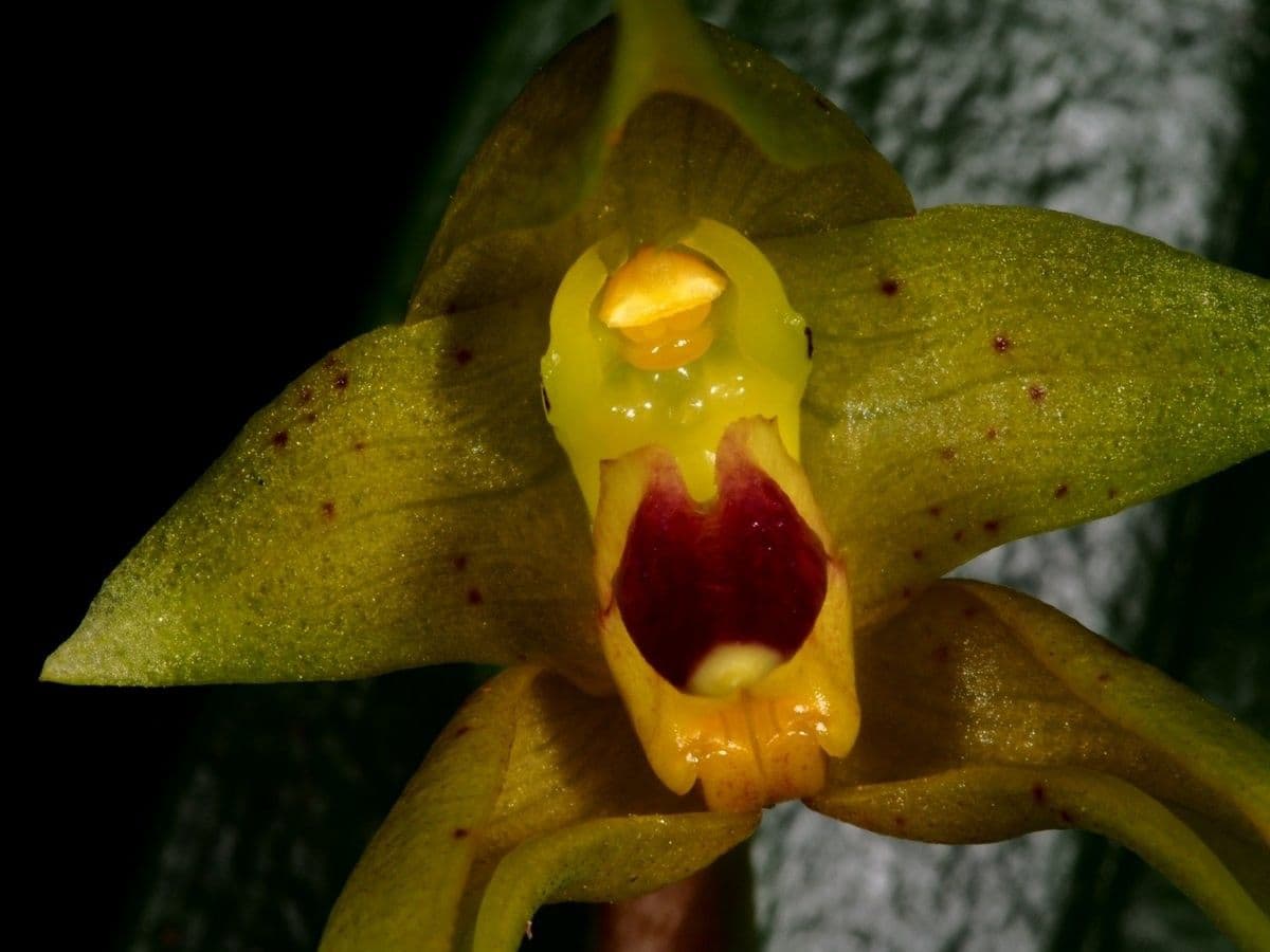 Bulbophyllum 4