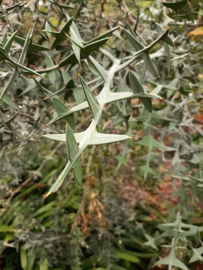 Colletia 16