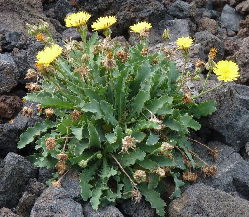 Reichardia 12