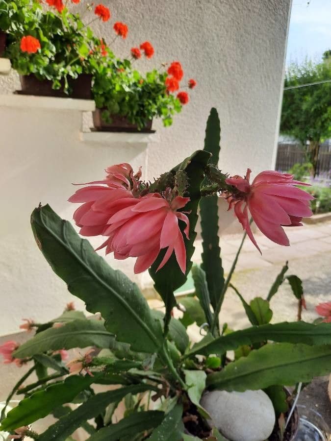 Cactus 4