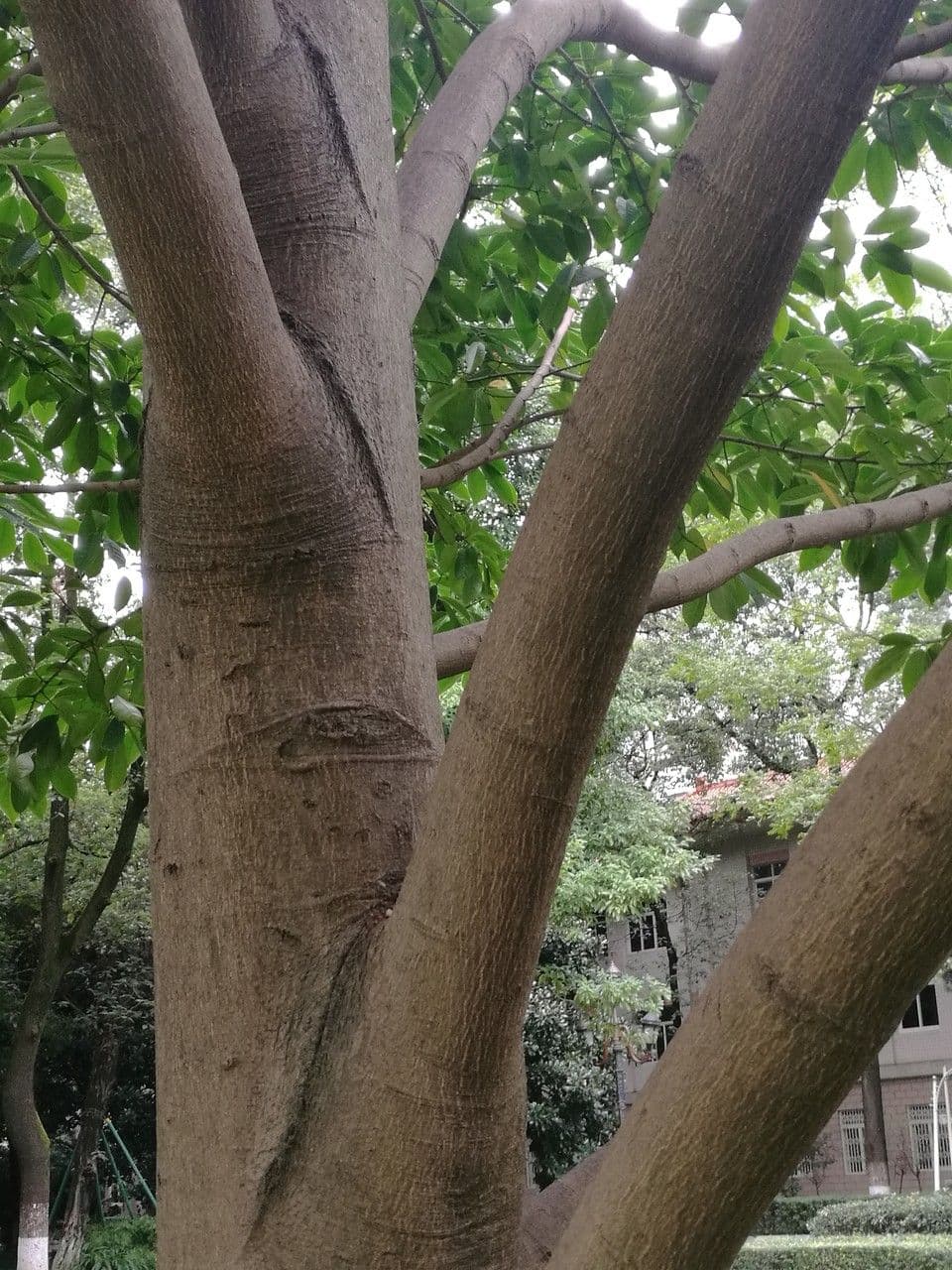 Magnolia 7