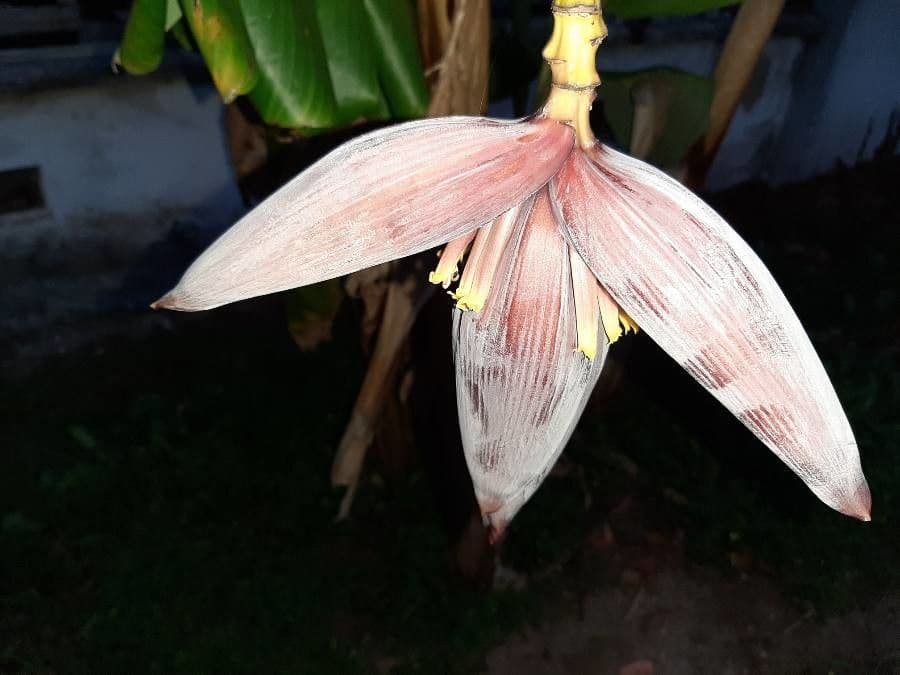 Bananovník“, “ 7