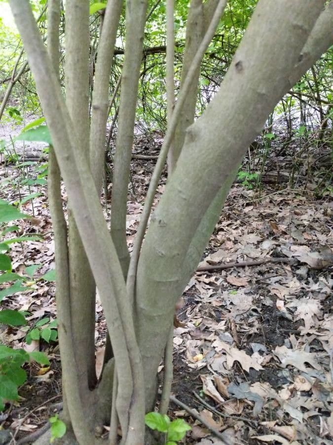 Photinia villosa 23