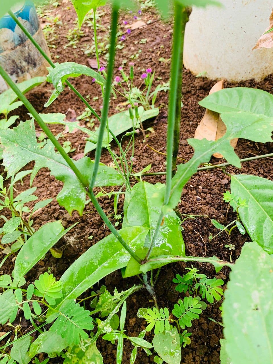 Emilia sonchifolia 21
