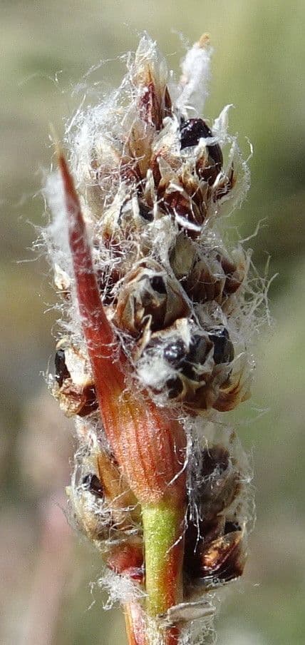 Luzula racemosa 4