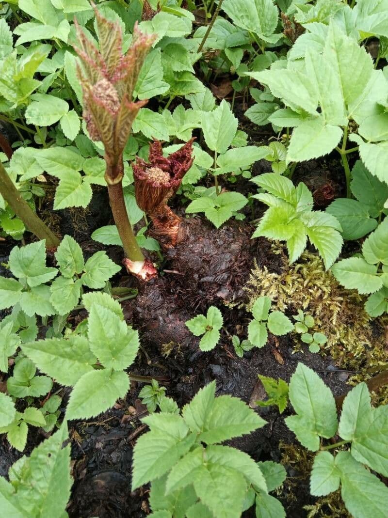 Rodgersia 12