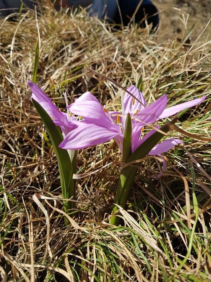 Frühlingsknotenblume 13