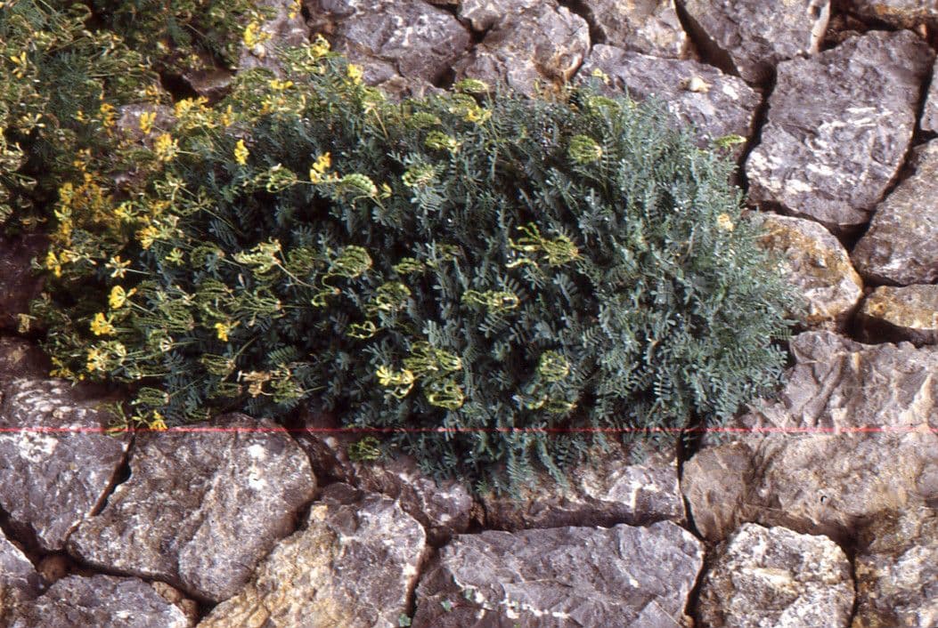 Ipocreptide delle Baleari 7