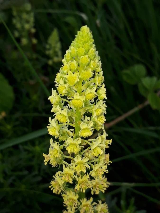 Réséda jaune 6