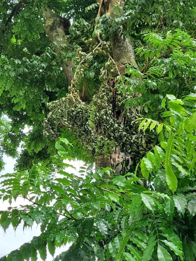Andira inerme 8