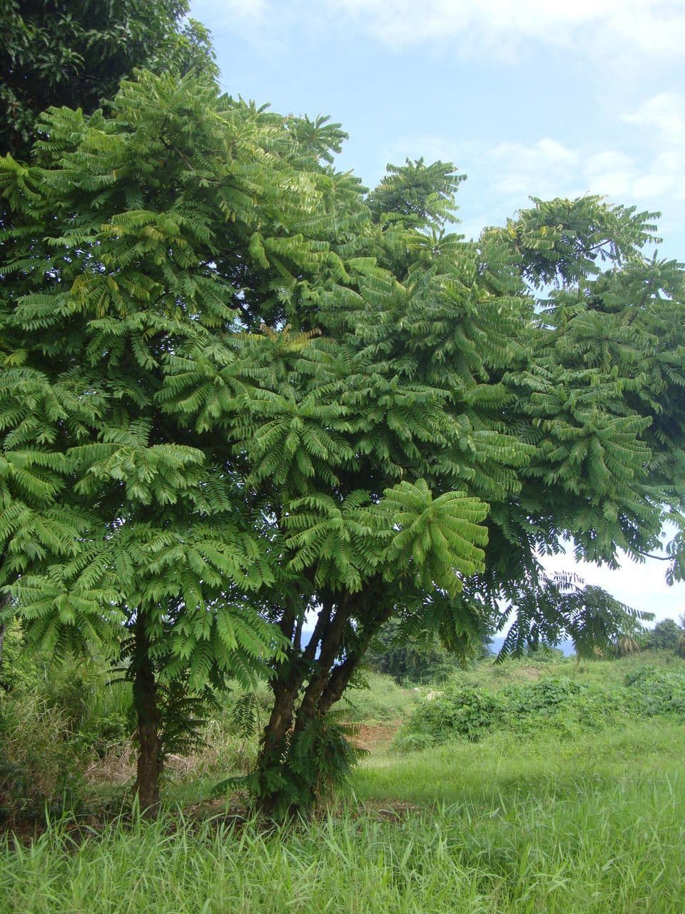 Bilimbi 12
