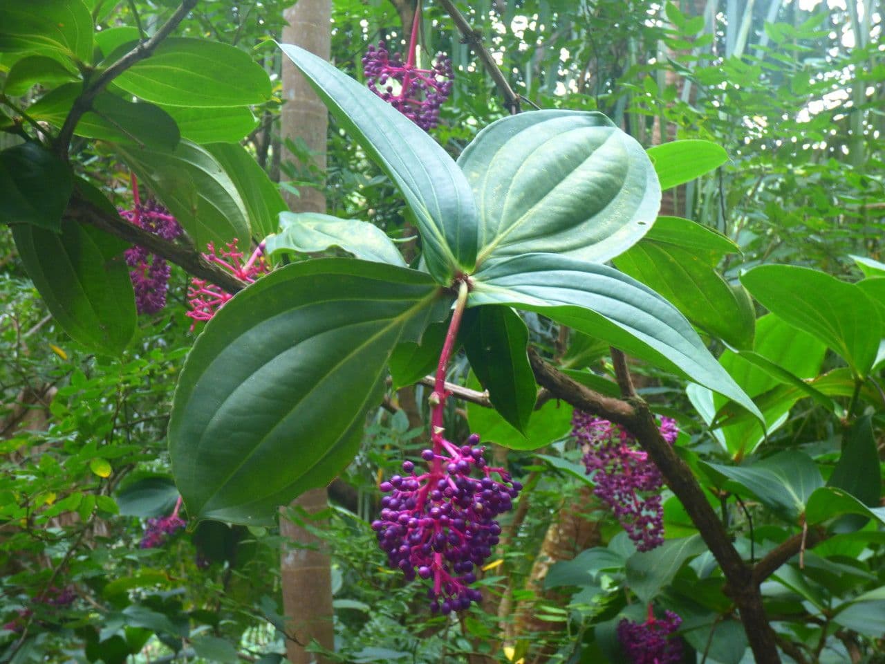 Medinila 25