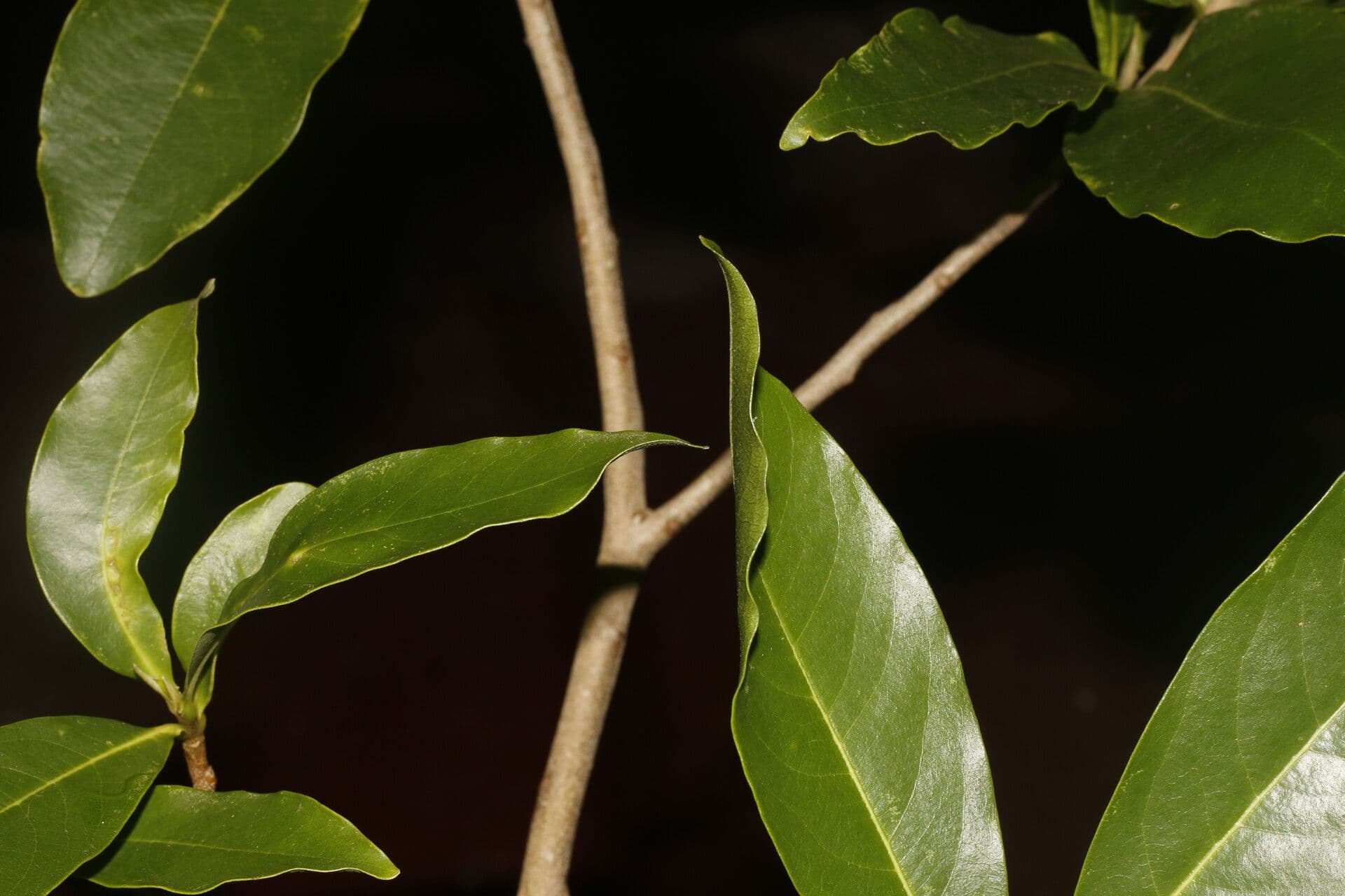 Daphnopsis americana 17