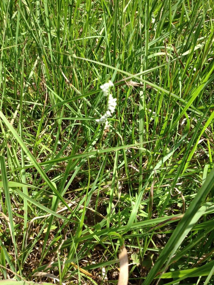 Spiranthes lacera 8
