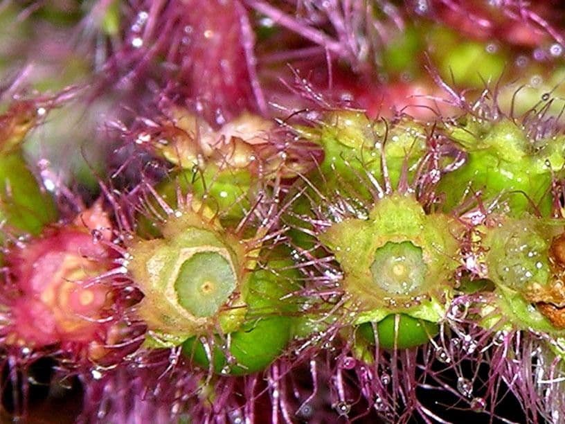 Miconia 8