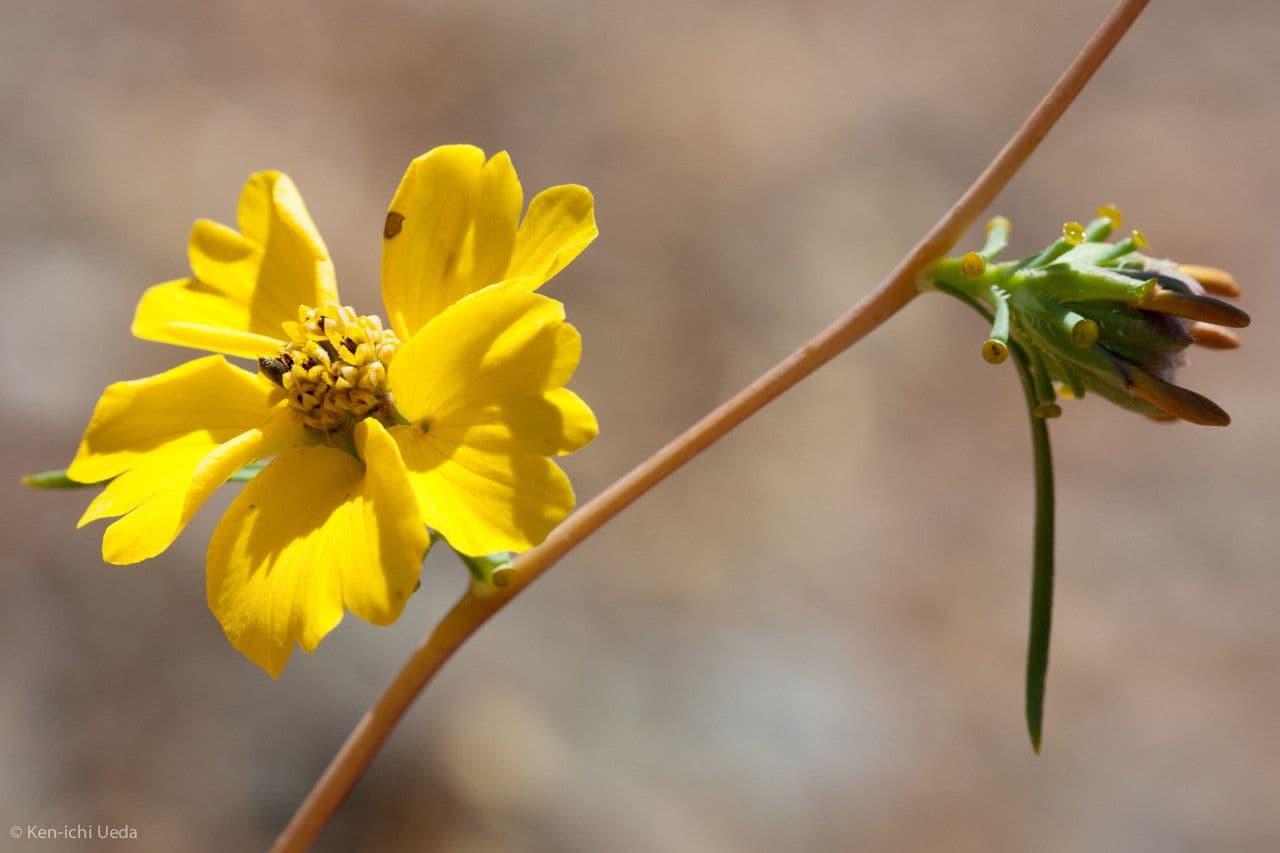 Calycadenia truncata 3