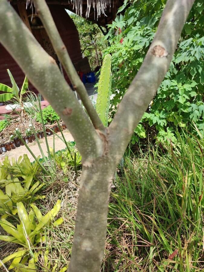 Jacaranda 21