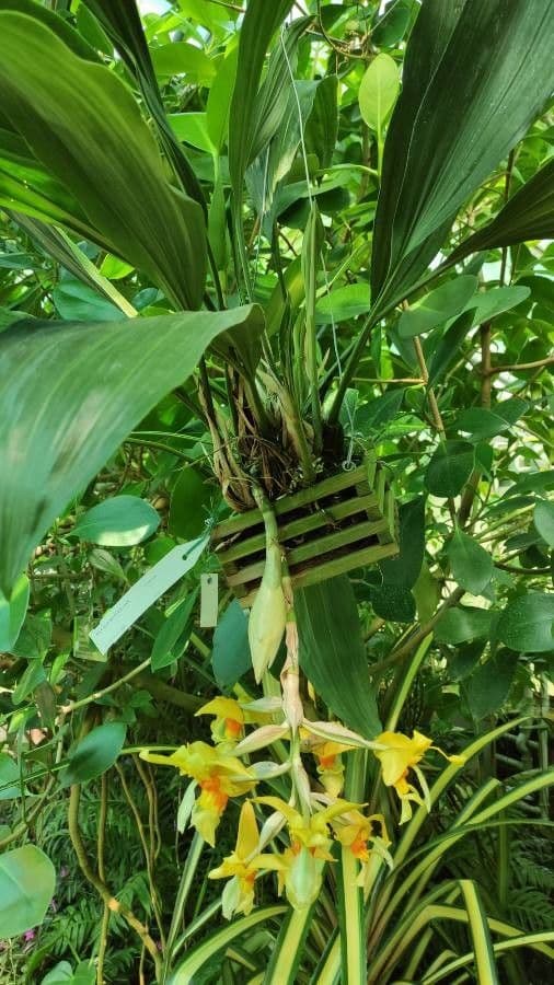 Stanhopea 6