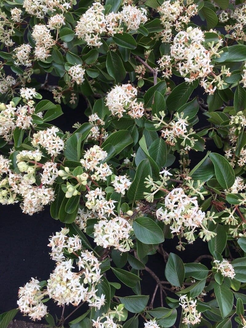 Calycophyllum 3