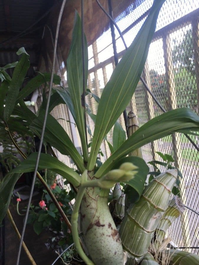 Catasetum maculato 18