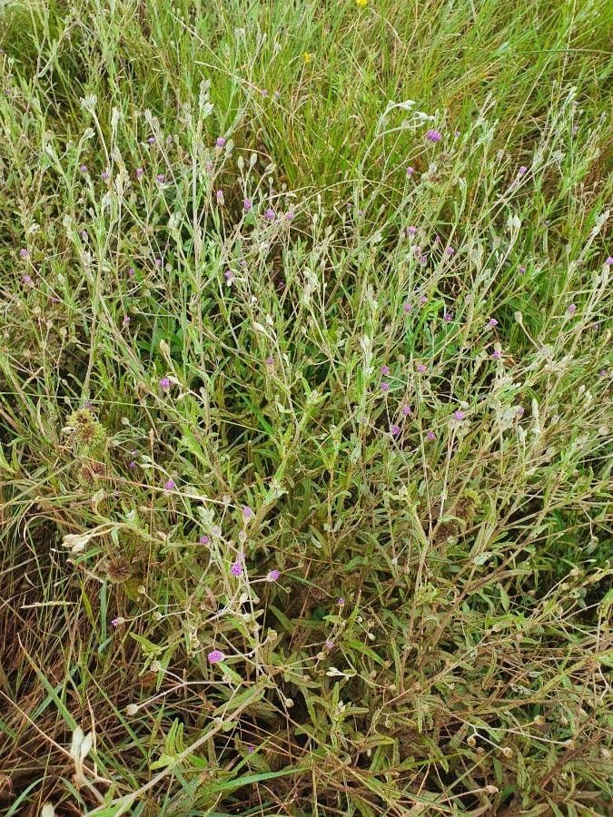 Gutenbergia 7