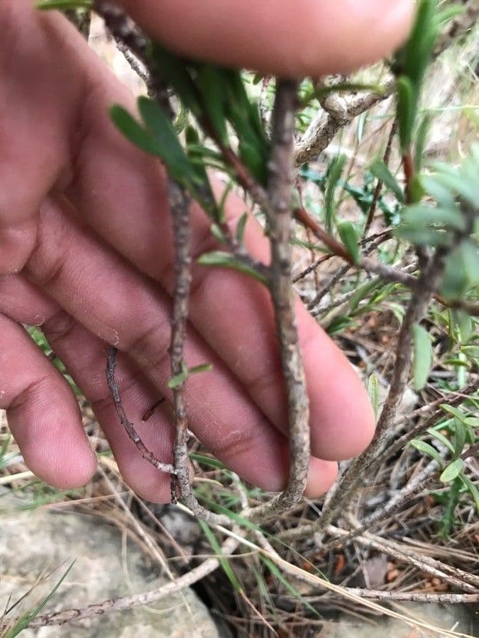 Daphne tinctoria 18