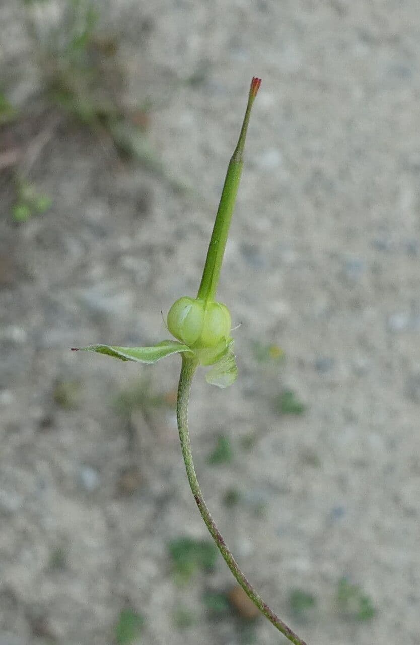 Géranium colombin 2