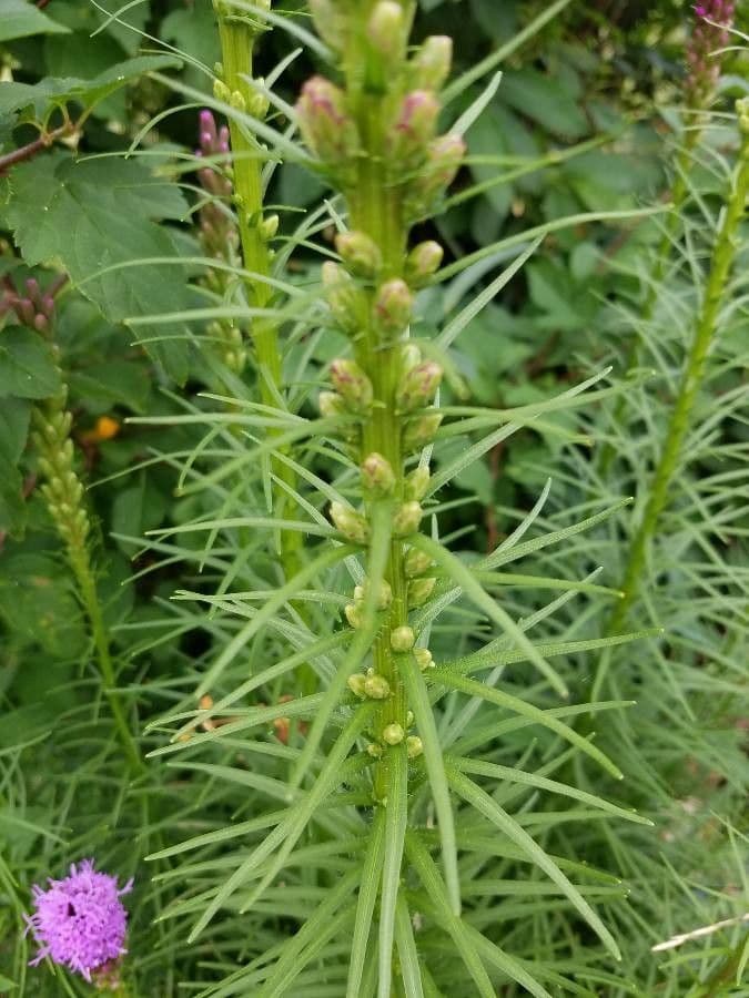 Liatris espigada 18