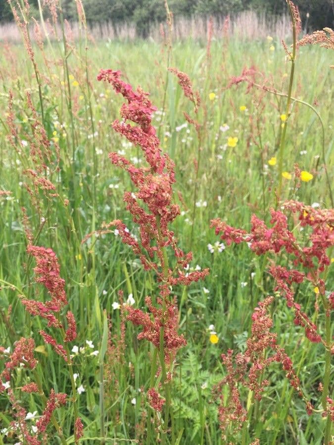 Acetosa 6