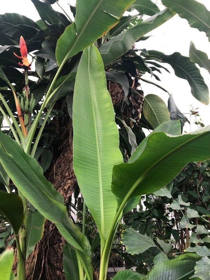 Banane 7