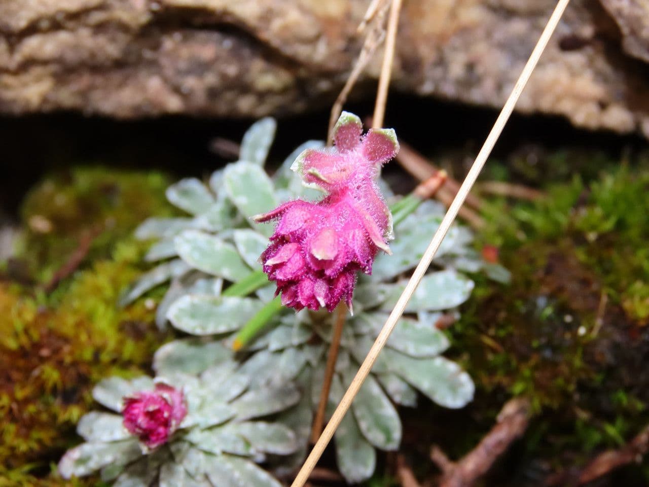 Sassifraga alpina 4