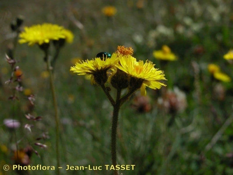Pilosella corymbuloides 5