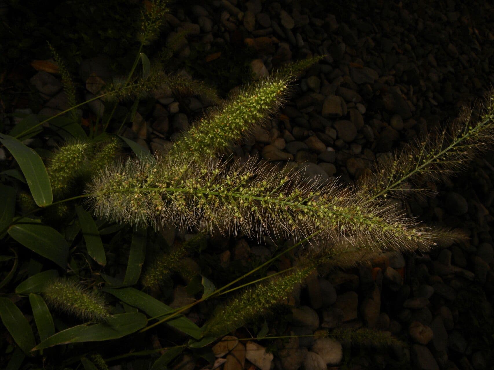 Setaria 6
