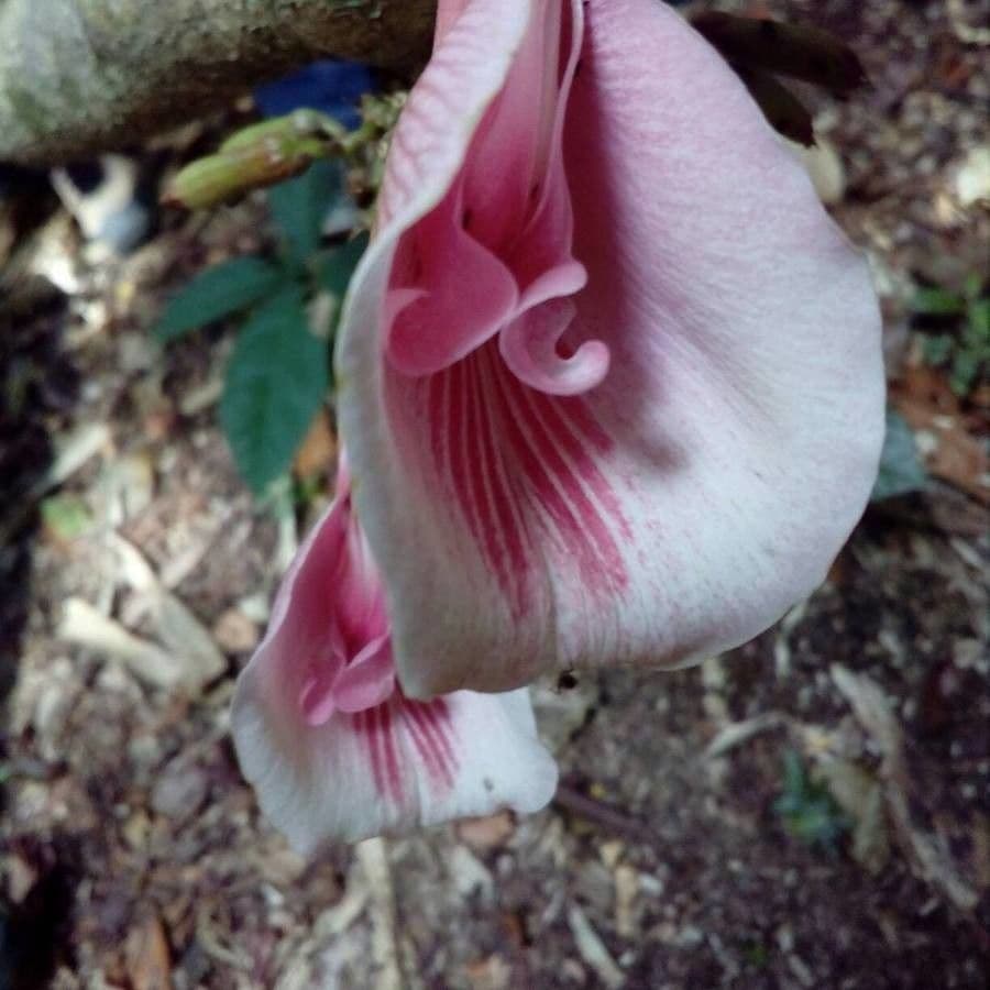 Clitoria