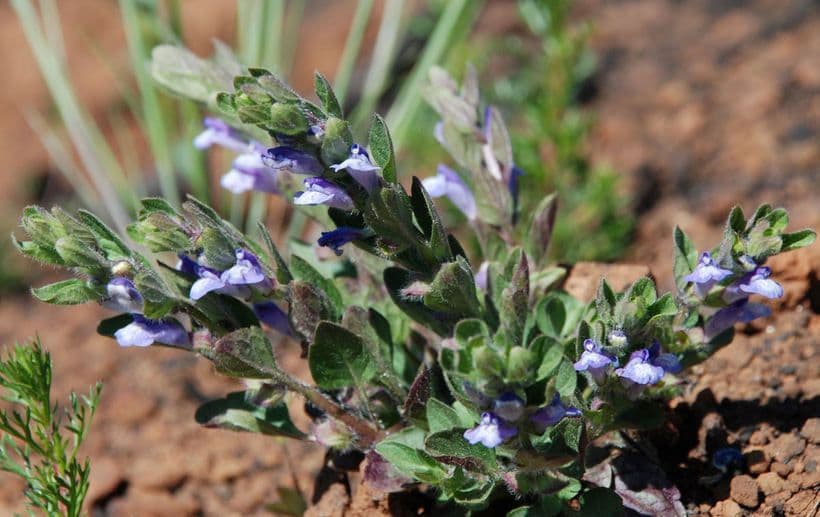 Scutellaria tuberosa 6