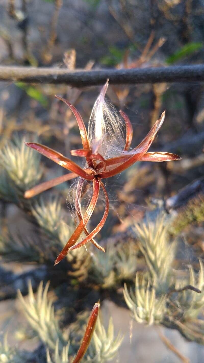 Tillandsia 2