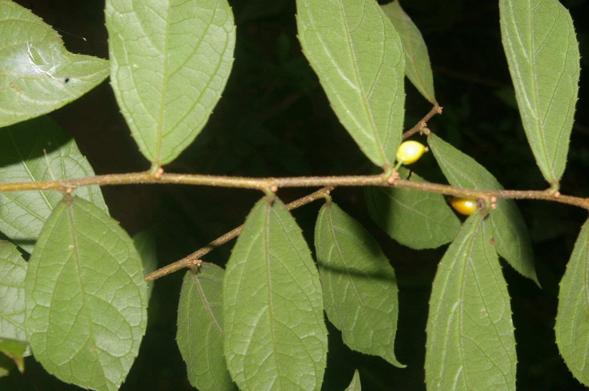Xylosma 4