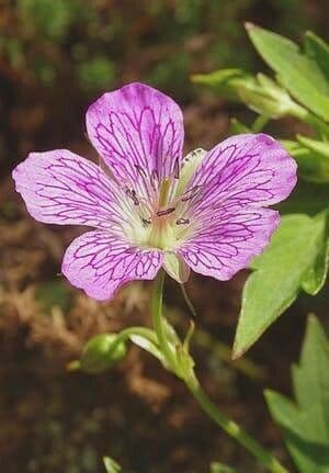 Geranio 3