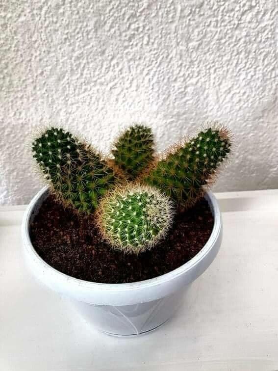 Cactus coussin de Backeberg 18