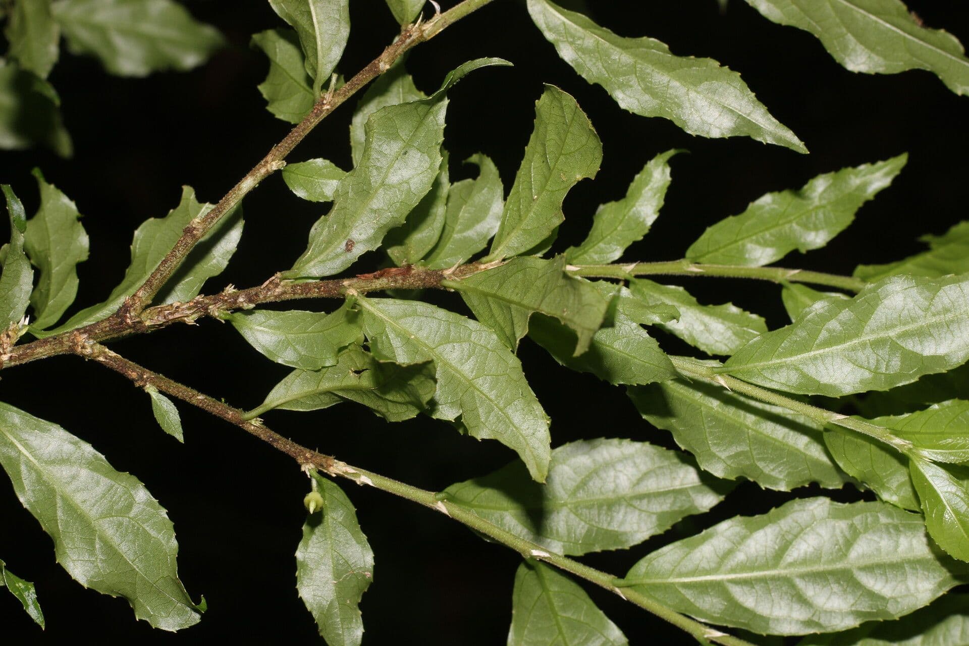 Hybanthus 4