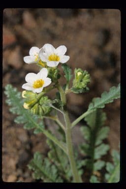 Fackelblume 9