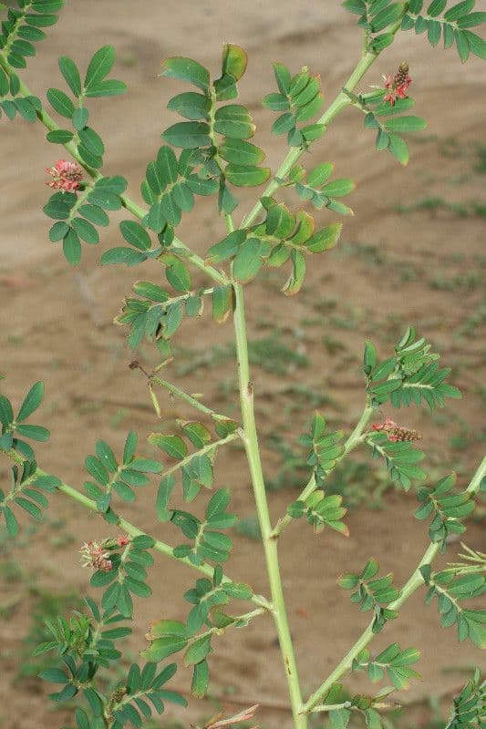 Indigofera 11