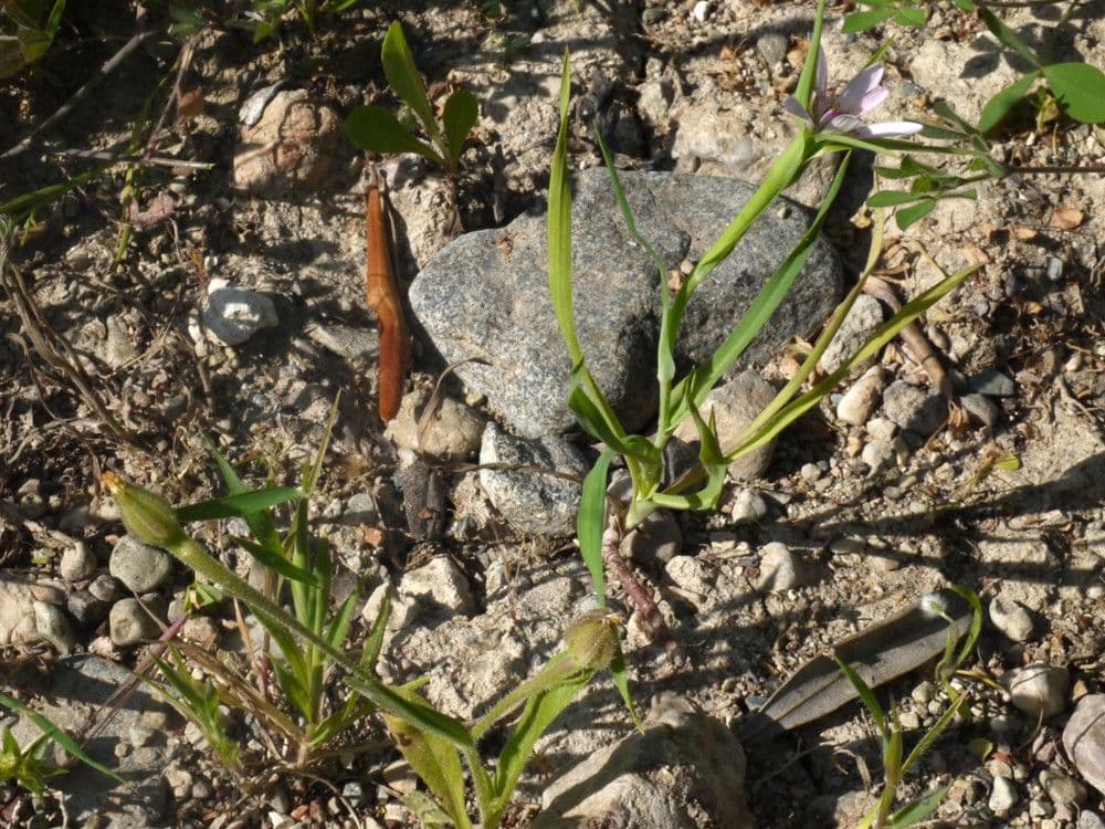 Geropogon hybridus 13