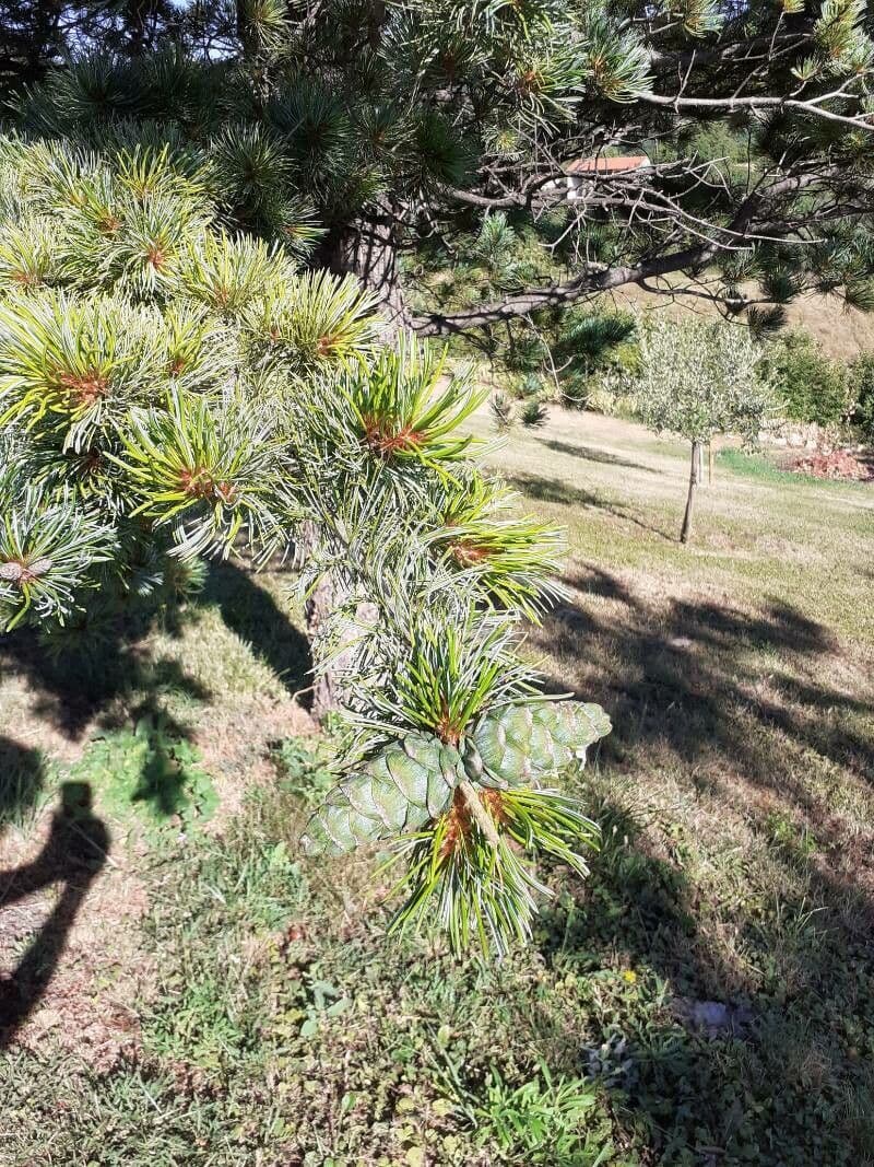 Pino parviflora 5
