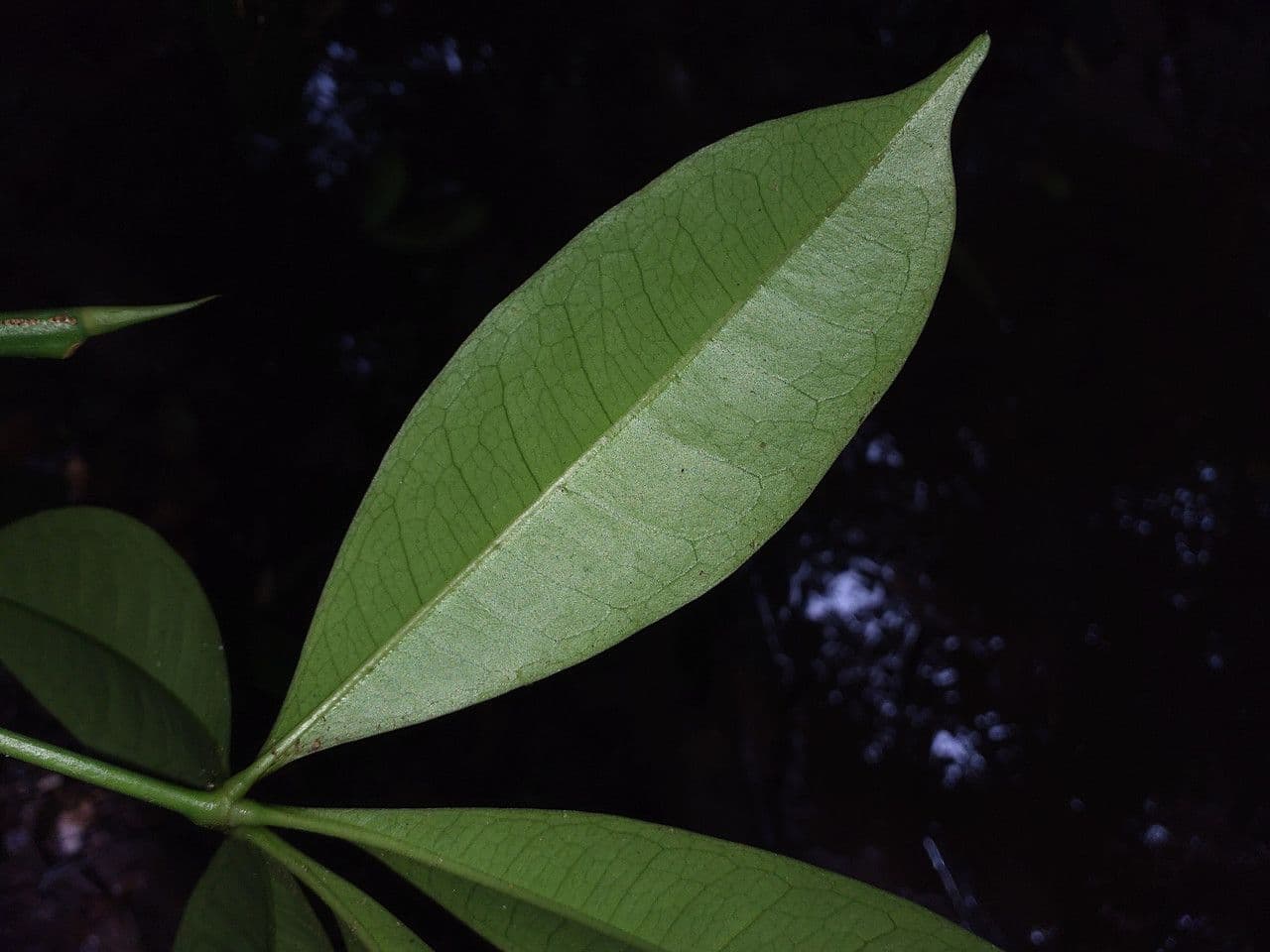 Eriotheca globosa 5
