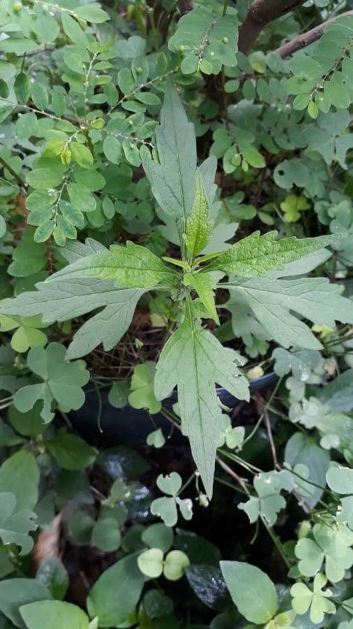 Tithonia diversifolia 16